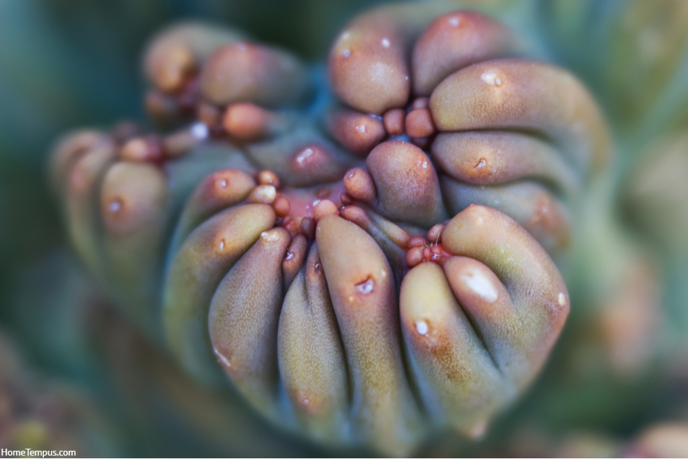 Close-up of a Ming thing succulent cactus taken with a Lensbaby Velvet 56 lens.