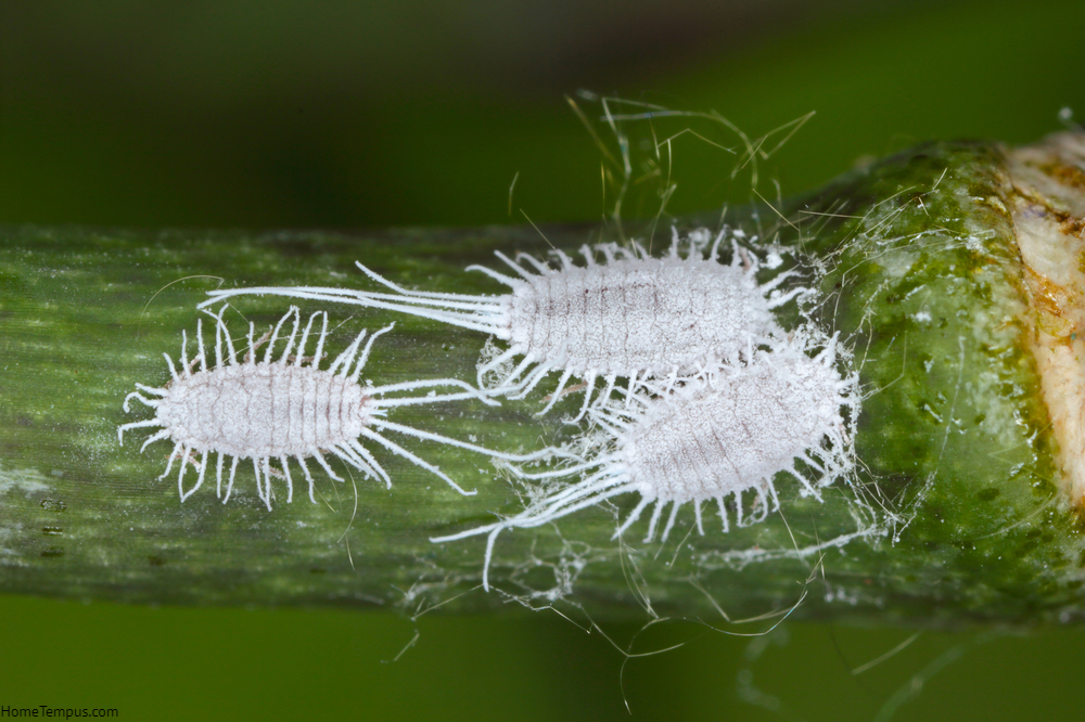 Closeup of a long-tailed mealybug - Pseudococcus longispinus (Pseudococcidae) on an orchid leaf, mealybugs are pests that feed plant juices. Insect on the orchid.