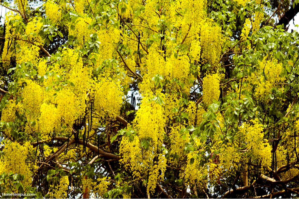 Flowers of the Indian laburnum tree Which bloom during the summer . The flowers are beautiful yellow,Ratchaphruek national flower of Thailand, Beautiful yellow