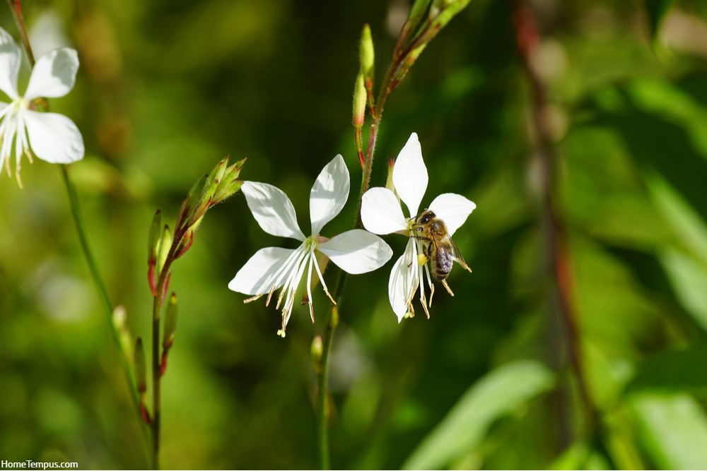 Flowers of white gaura (Gaura lindheimeri), family Onagraceae and a Western honey bee or European honey bee (Apis mellifera). Dutch garden, summer, August, Netherlands