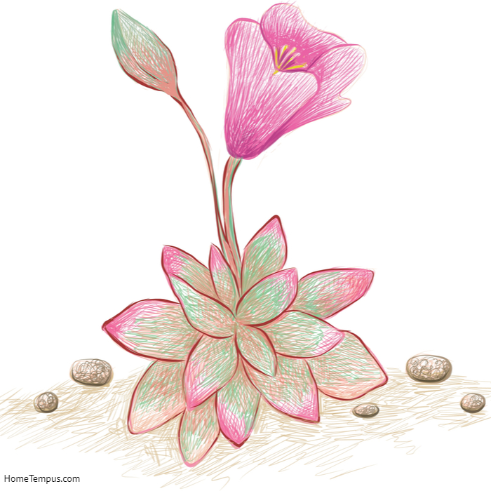 Illustration Hand Drawn Sketch of Anacampseros Rufescens, Sand Rose or Sunrise Succulent Plant. 