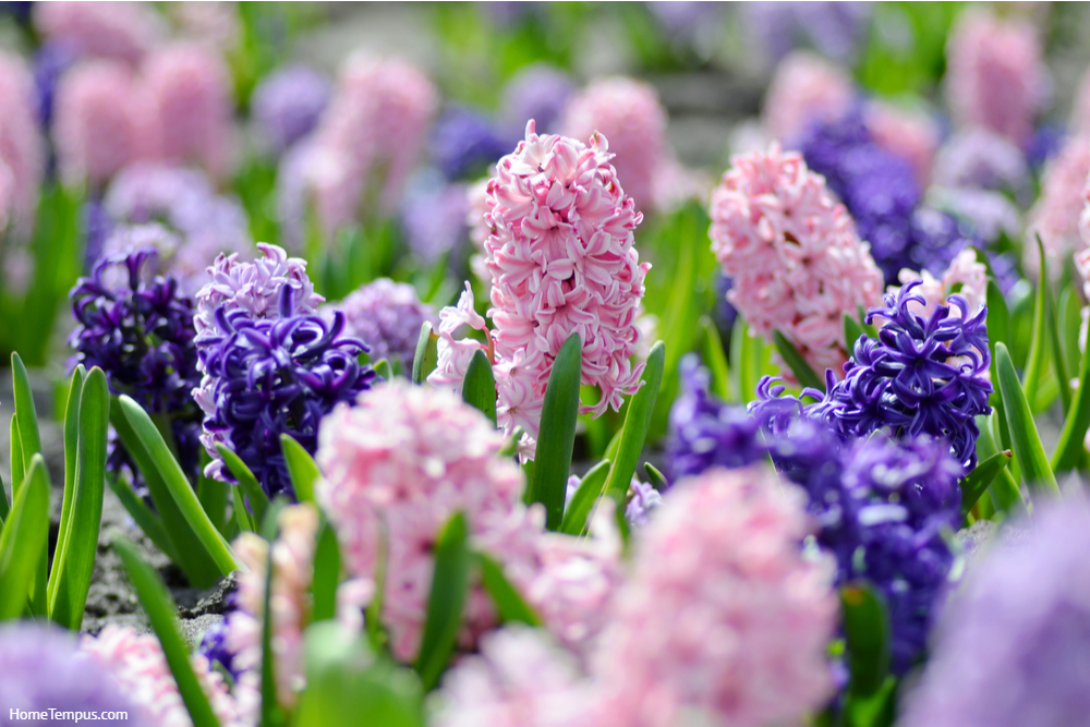 Large flower bed with large multi-colored hyacinths close-up, traditional Easter spring flowers, beautiful spring floral background - Perennial flowers that start with h