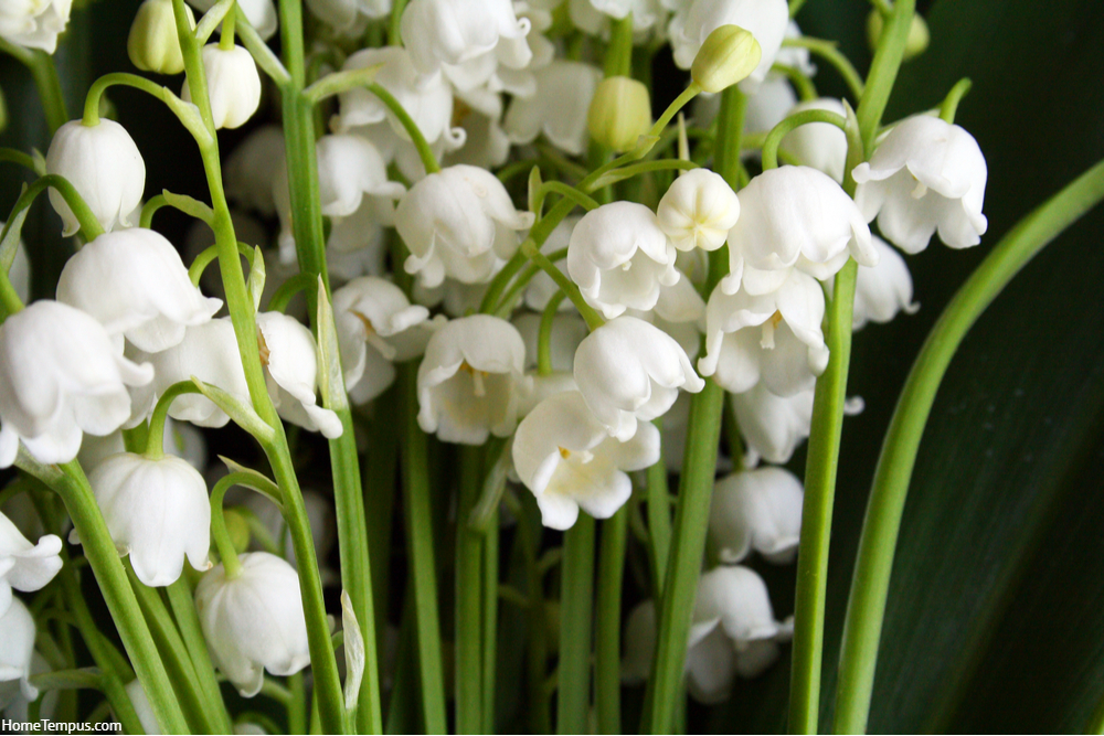 Lily of the valley flowers blossom