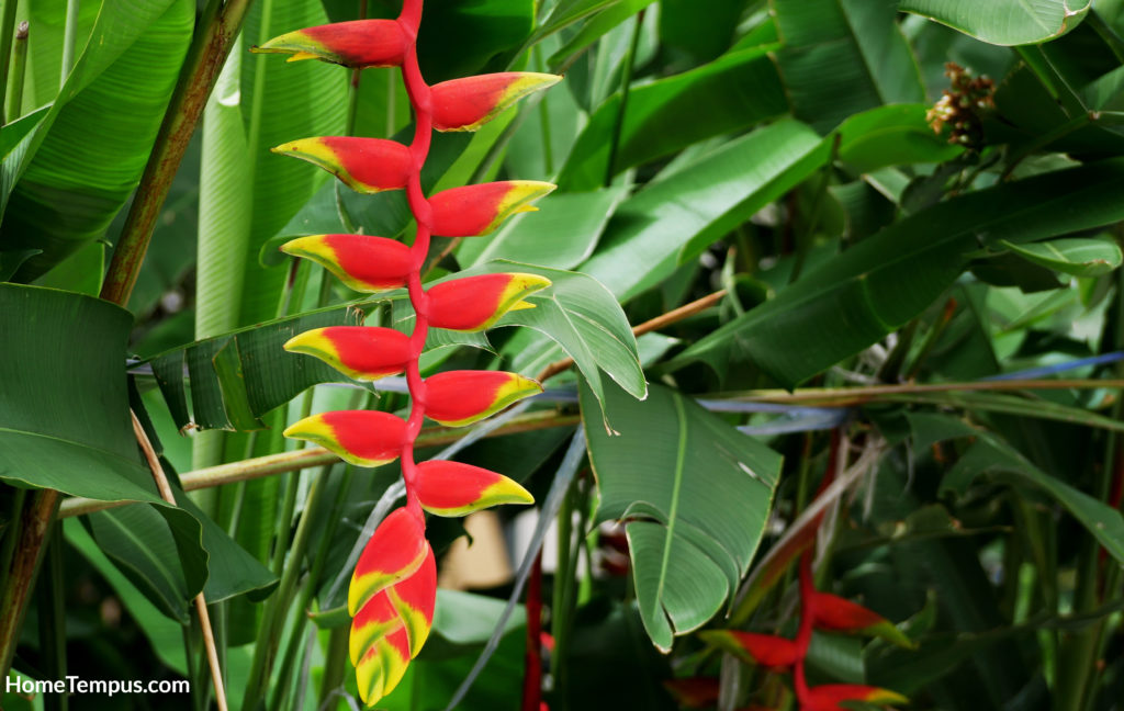 Mexican Flowers - Heliconia