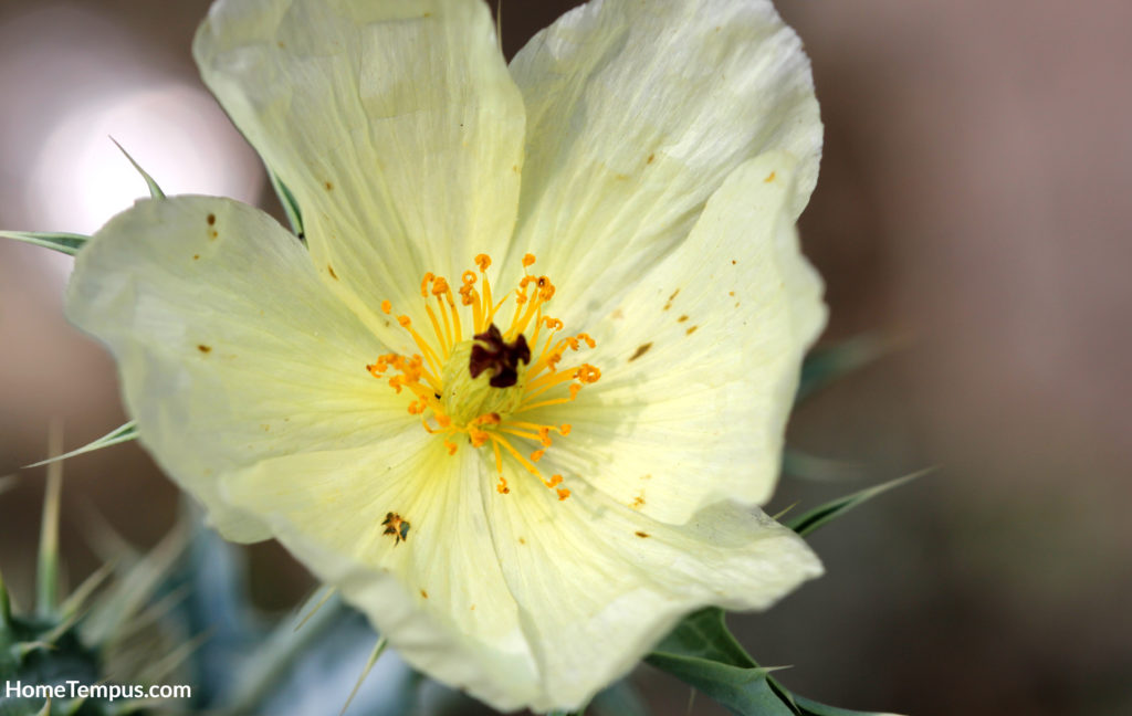 Mexican Flowers - Mexican Prickly Poppy