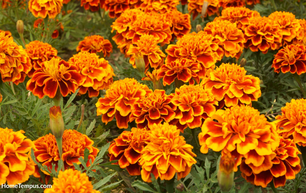 Mexican Marigold Flowers