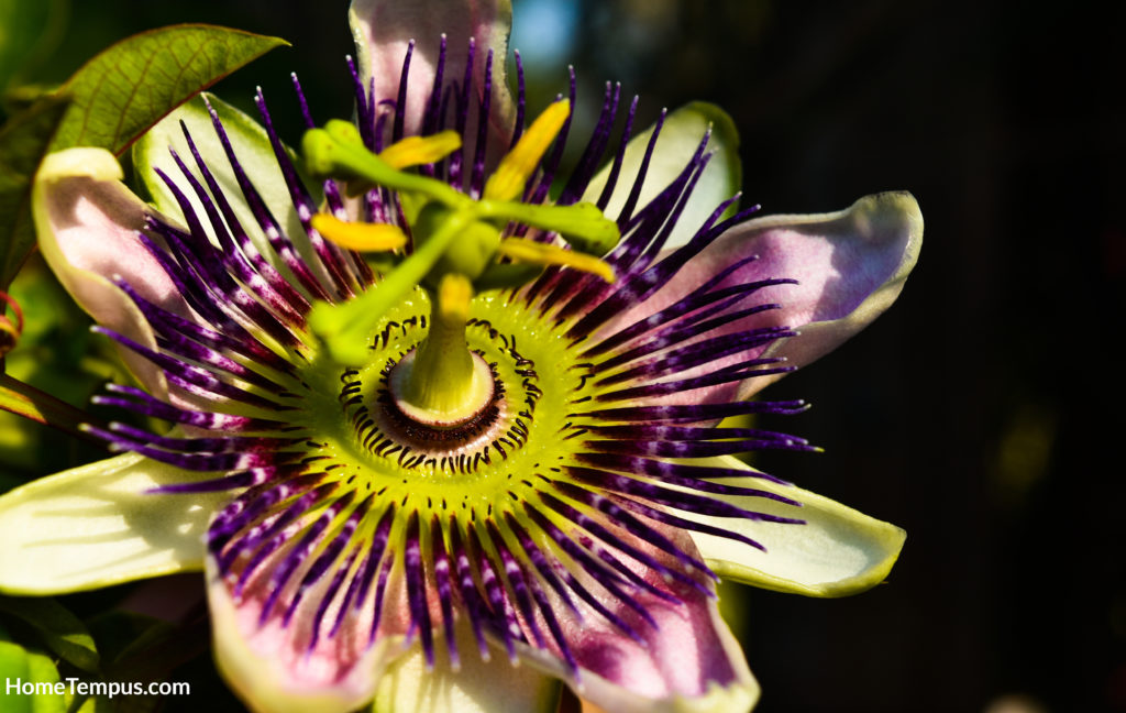 Mexican Passion Flower