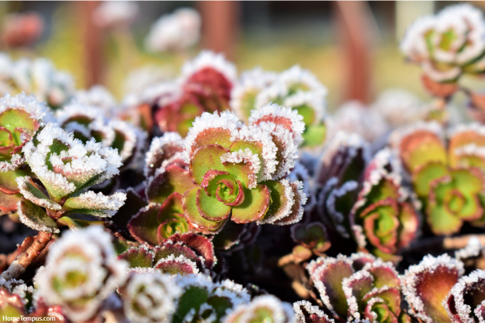 Morning frost on succulent plants in the garden