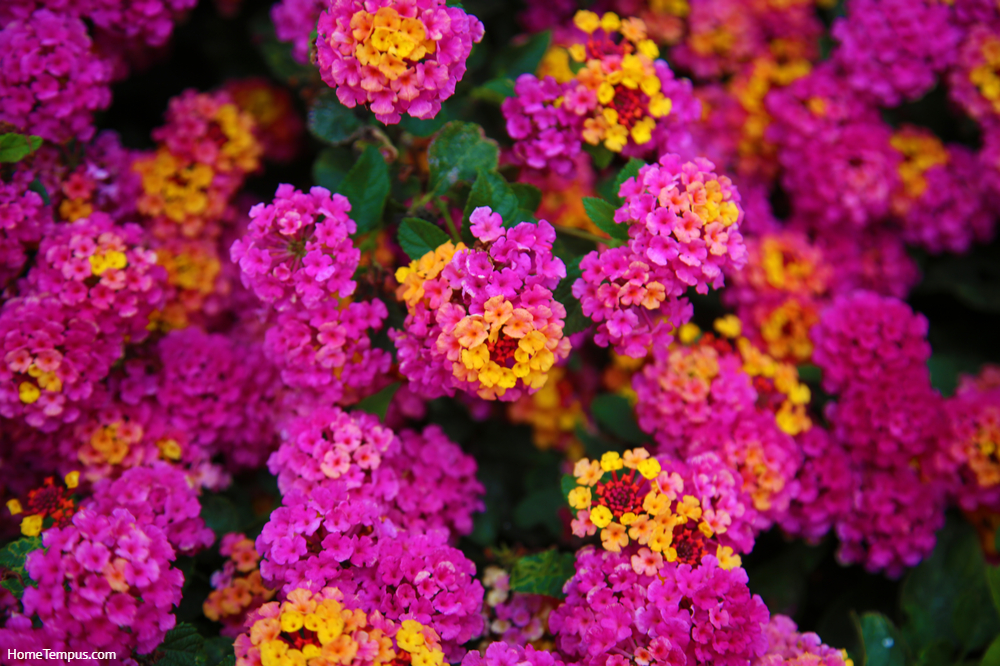 Pink Lantana Flowers. Beautiful Pink Lantana Flowers with hints of Yellow, Green, Gold, Purple, Brown and White.