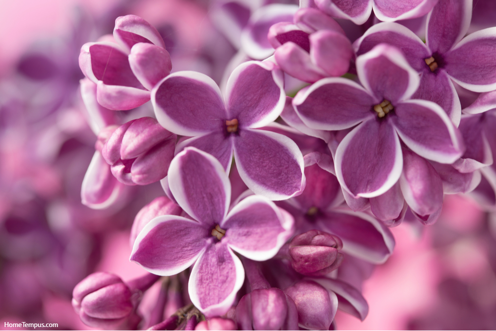 Purple lilac flowers as a background/ Syringa vulgaris