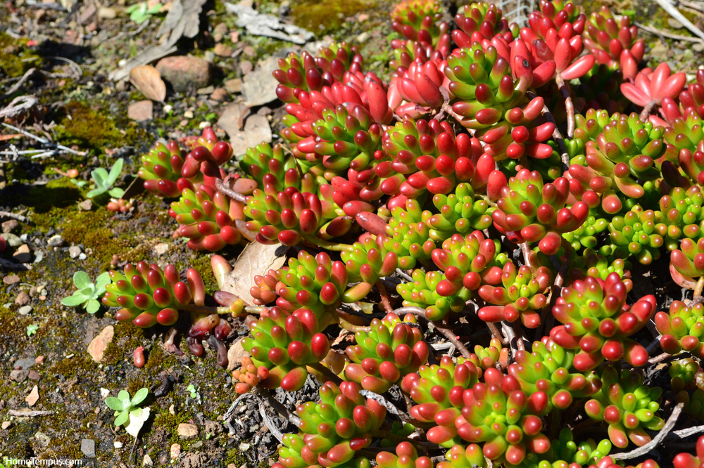 Sedum rubrotinctum. Green and red. Succulents That Look Like Coral