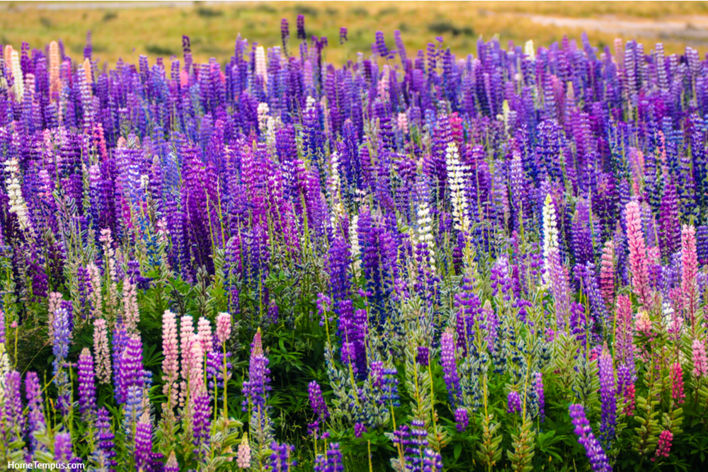 Spring flower, blooming lupine flowers. A field of lupines. Sunlight shines on plants in New Zealand. 