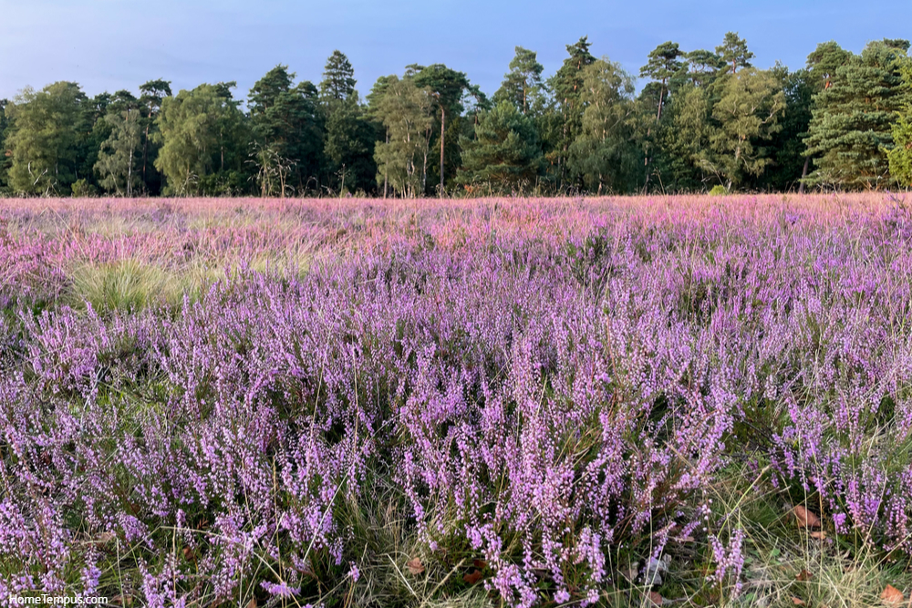 Stunning view of blooming heath with pink purple heather flowers in nature park - Perennial Flowers that Start with H