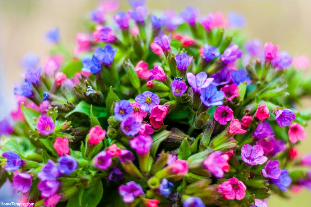 The bouquet of Pulmonaria or lungwort multicolor blue, magenta, red and purple blooming flowers
