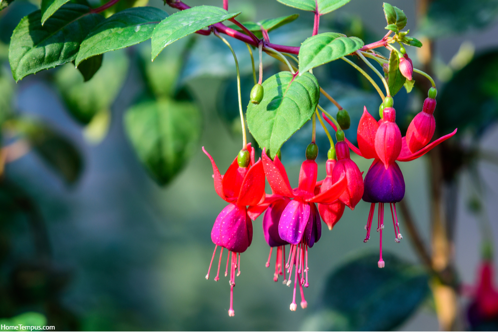 Fuchsia hybrids (Fuchsia, Lady's Eardrops) ; A unique characteristic of dark red flora, flowering and hanging down from branch. seeing long pollen soaring out from petal. look like the lamp or earring