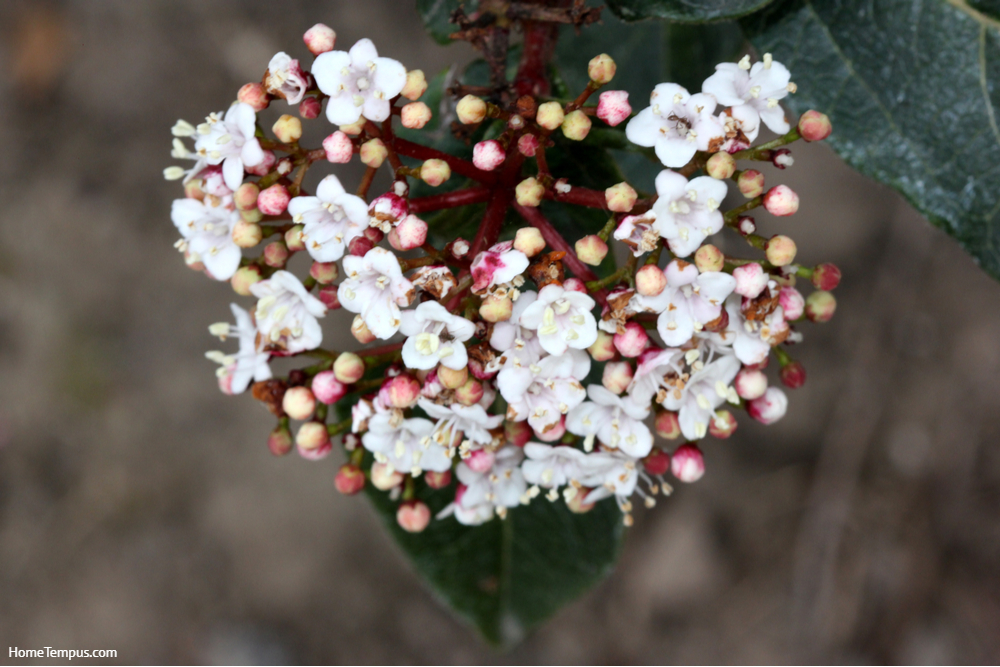 Viburnum tinus, Laurustinus, Laurestine, popular evergreen hedge shrub in USA with narrowly elliptical dark green leaves and white to pink flowers in terminal clusters