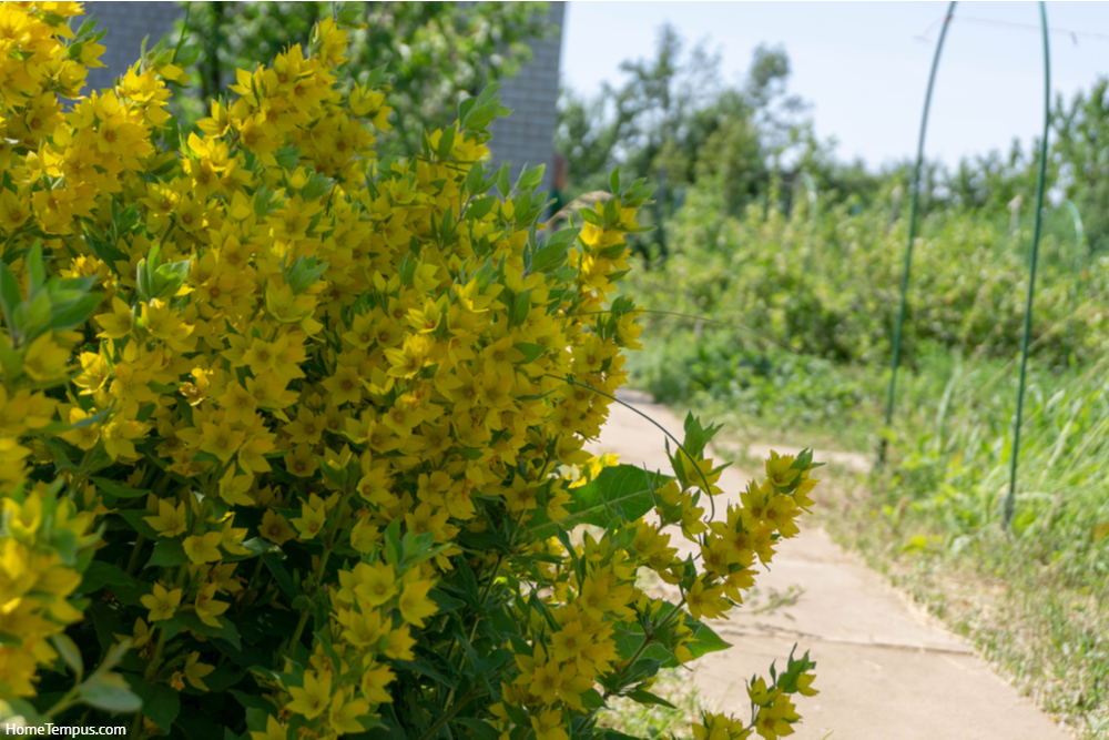 Yellow flowers in summer garden, loosestrife (lysimachia punctata)