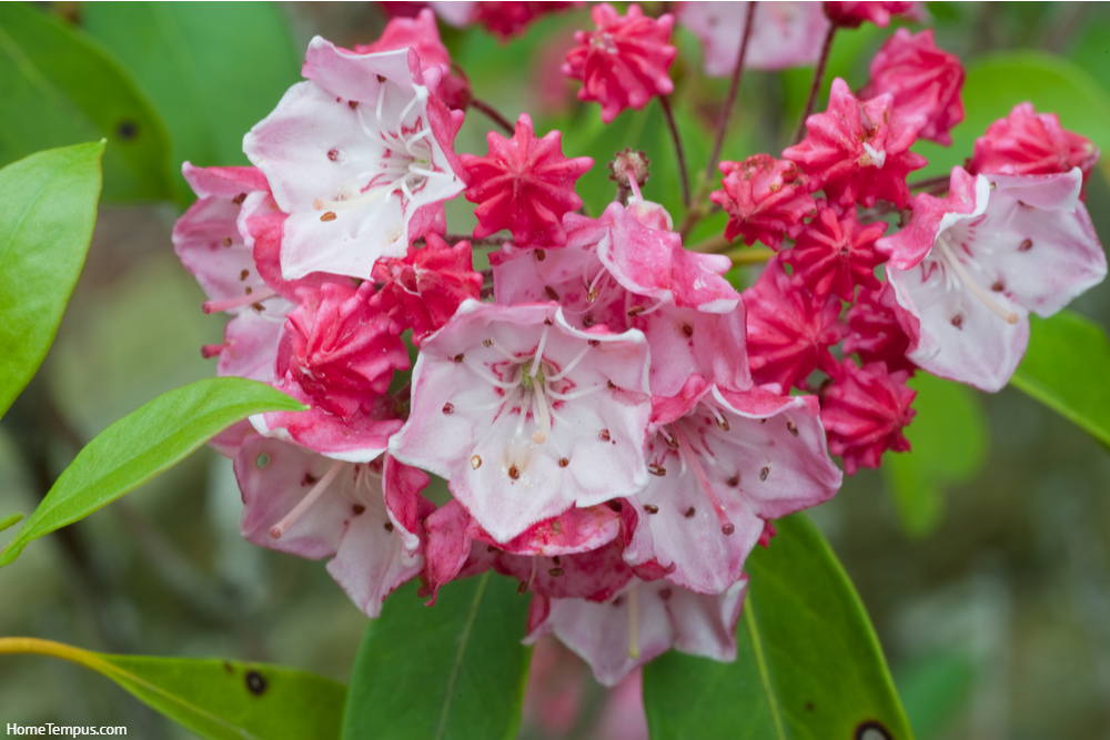 close up of blooming Mountain Laurel plant