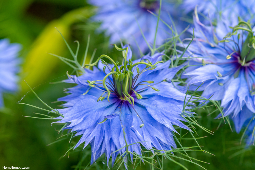 Nigella damask, love-in-the-mist, ragged lady or devil in the bush, mainly used as an ornamental plant. Flowers that start with L