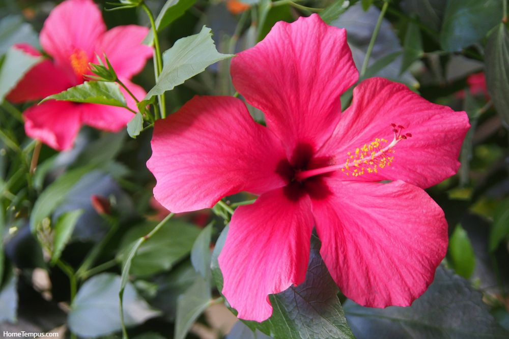 Bright pink large flower of purple hibiscus (Hibiscus rose sinensis) - Perennials that start with H