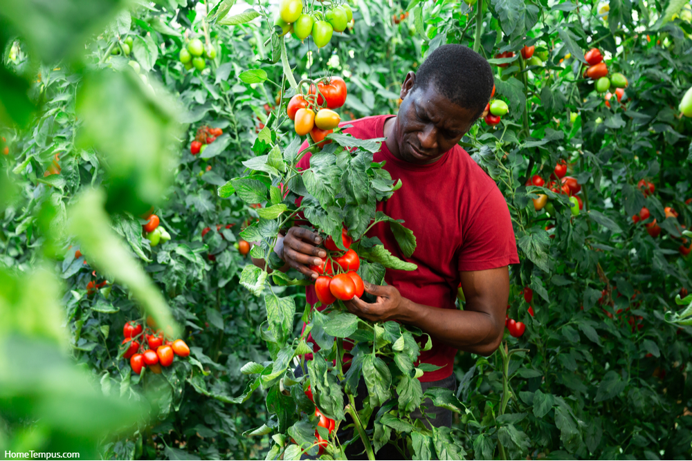 Focused african american horticulturist working in farm glasshouse, harvesting fresh red tomatoes. Growing of industrial vegetable cultivars