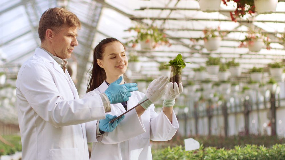 Why is horticulture important? In the Industrial Greenhouse Two Agricultural Engineers Test Plants Health and Analyze Data with Tablet Computer.