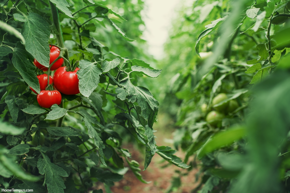 Tomatoes in a Greenhouse. Horticulture. Vegetables. farming