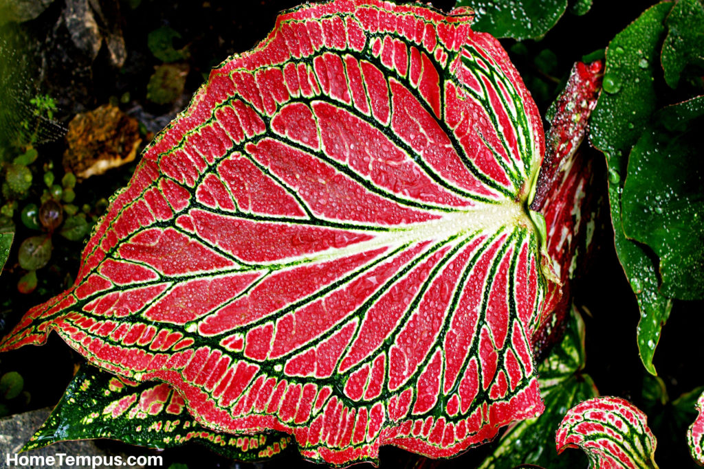 Red Leaf Plant - Elephant Ear Plant
