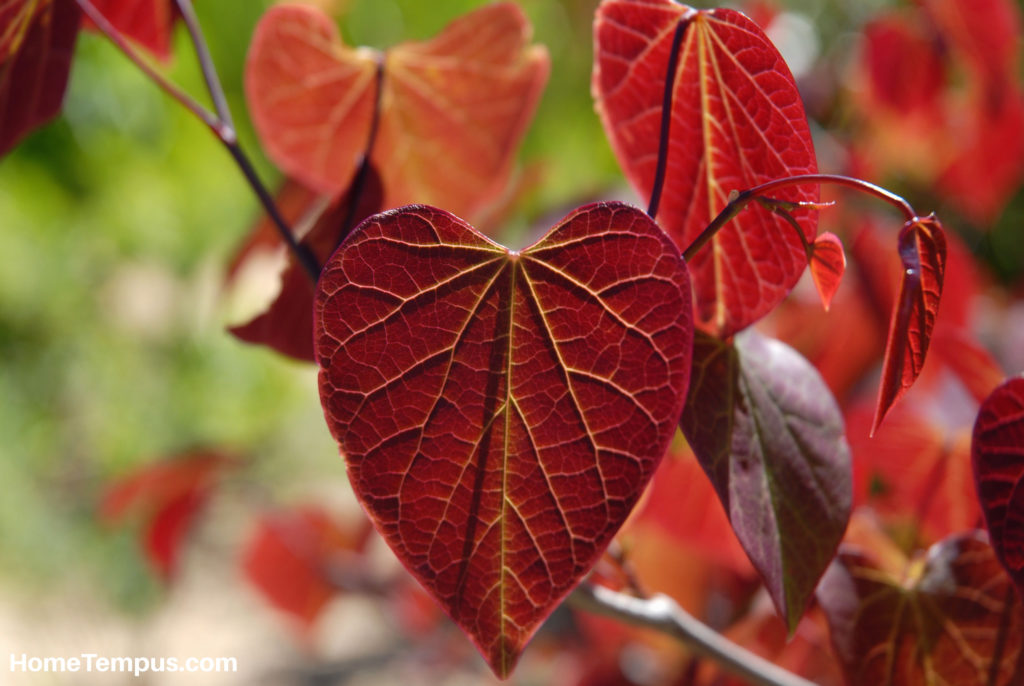 Red Leaf Plant - Forest Pansy