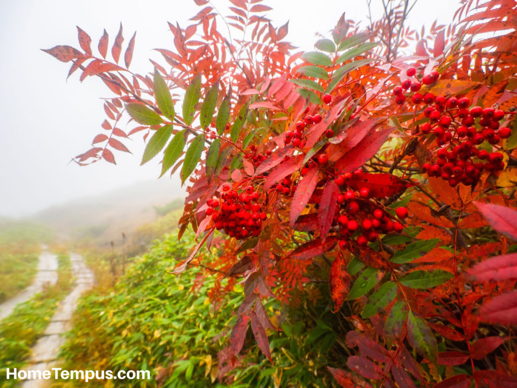 Red Leaf Plant - Japanese Rowan