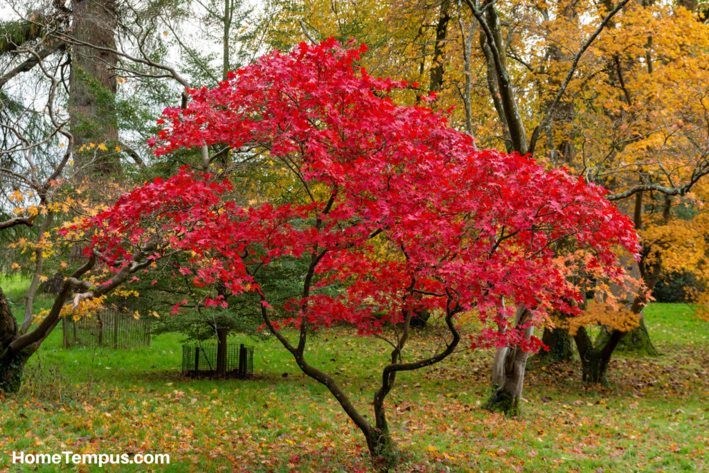 Red Leaf Plant - Japanese Maple Tree