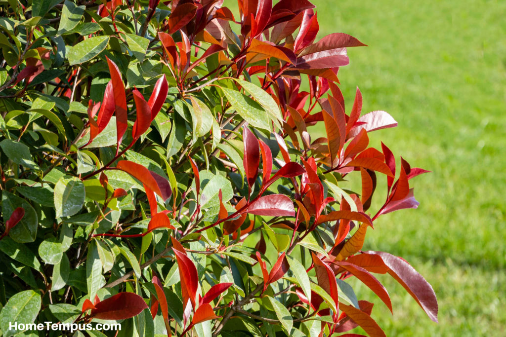 Red Leaf Plant-Red Robin bush